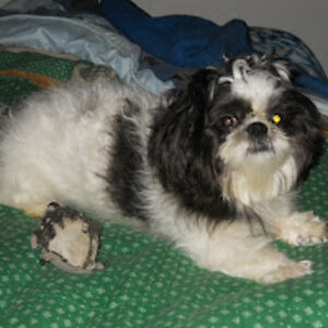 luckyshihtzuman avatar