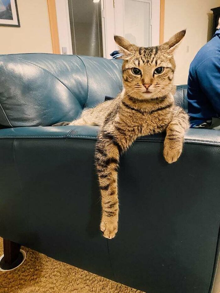 Minerva, Post 8 Hour Escape. Happy To Be Inside But Also… Wants To Go Back Out