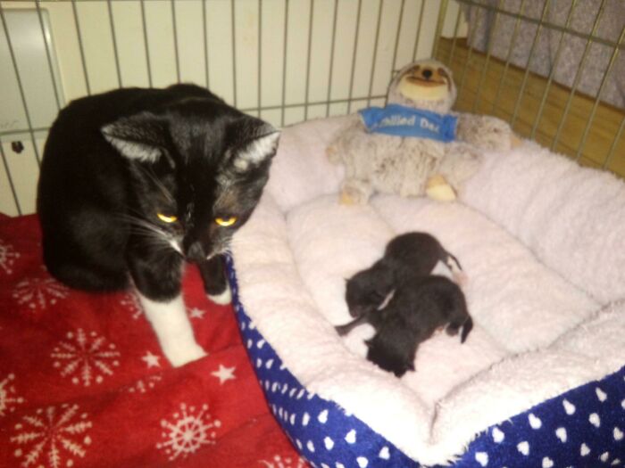 Hey Mum! I Successfully Delivered My 450th Kitten Today. No One Else Knows That Number But I've Kept A List Of Names And Dates Of All Of Them So When I Entered Today's Newbies I Noticed. I'm Emotional I Suppose I Am Actually Good For Something!