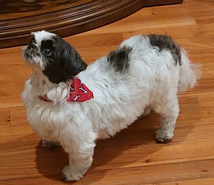 The Groomer Torched My Dog