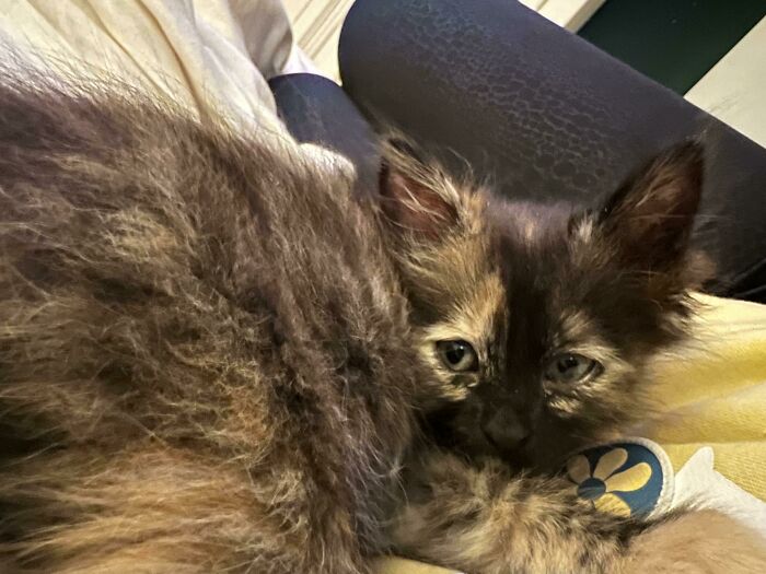 Nebula Furiosa Destroyer Of Worlds Celebrating 1 Week In Her Furever Home And All Her New Names