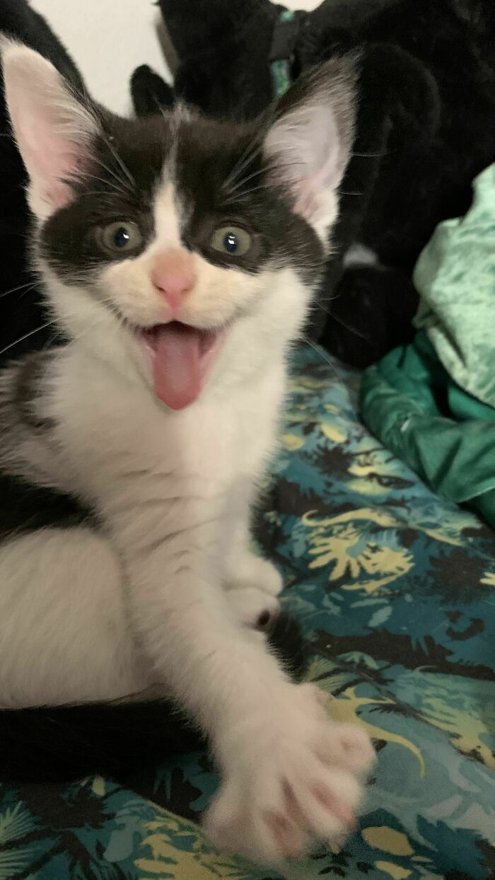 The Newest Addition To The House!! Meet Kilala!!