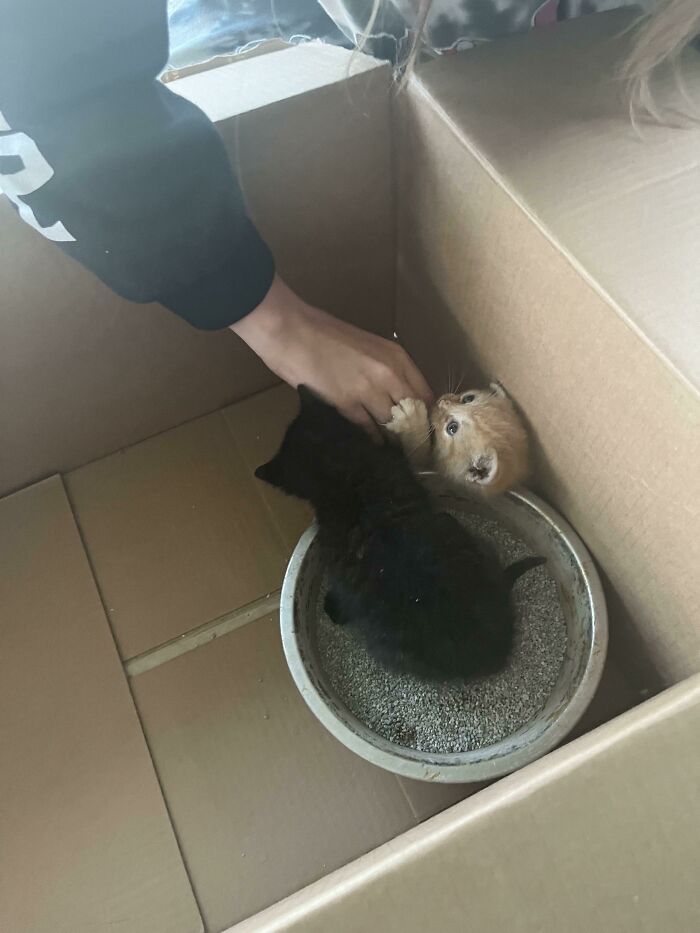 Got These Sweet Babies A Forever Home Today 