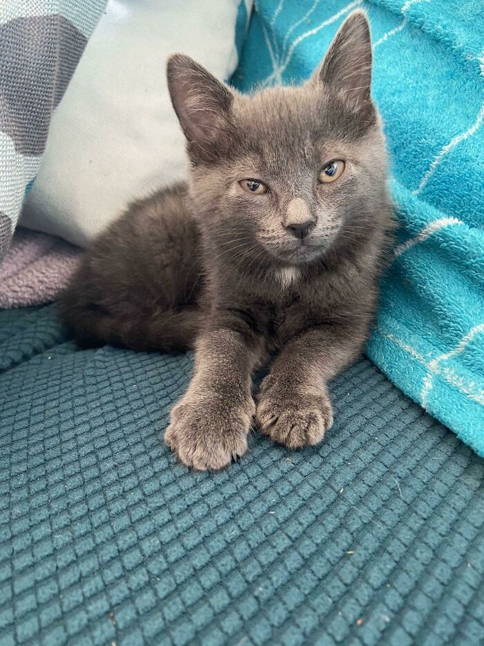 Just Adopted This New Baby Girl. Not Sure If She’s More Of A Pixie Or An Aria