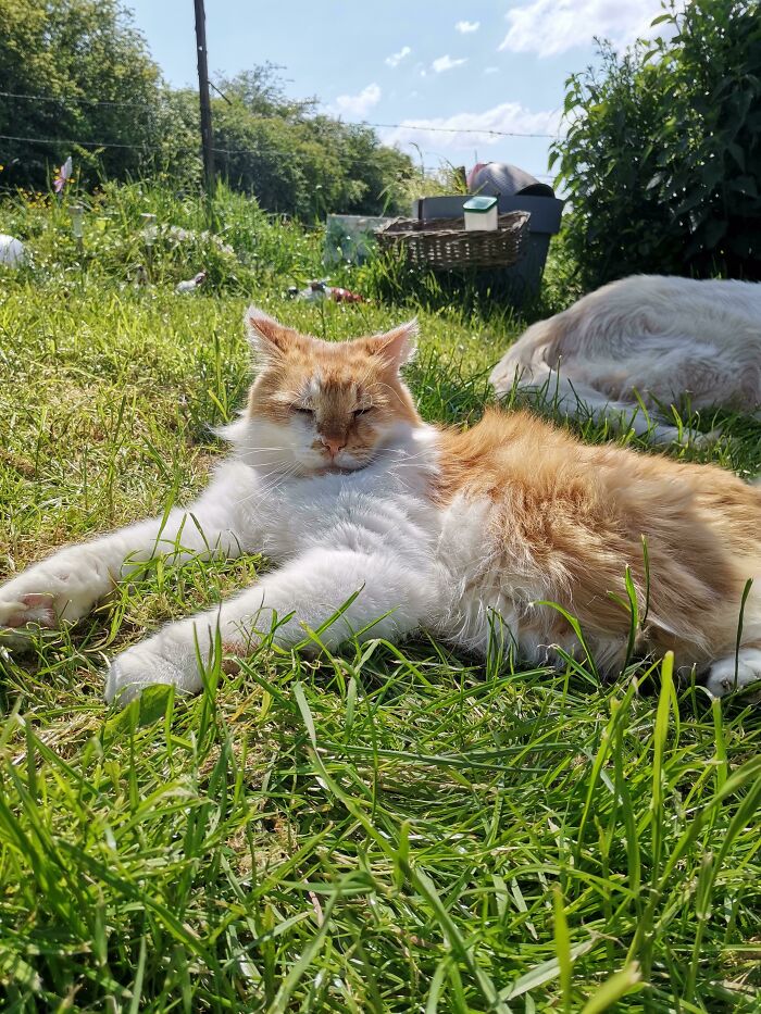 Spent Months In A Shelter Cage. Now He's Mine