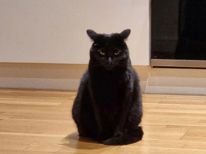 a black cat sitting on the floor