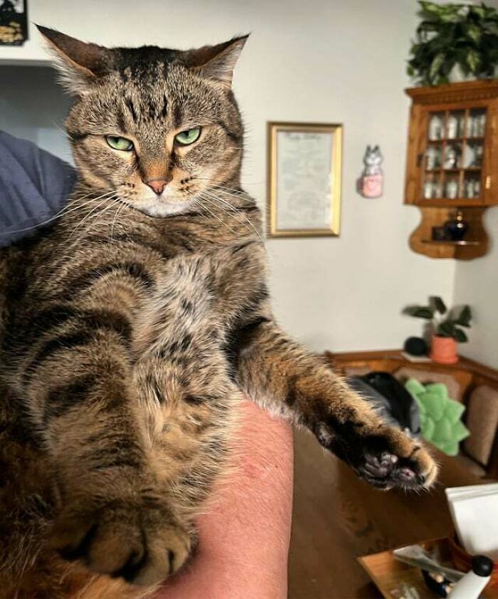 Meatball Is Ready For Takeoff (Aka, “Take Your Hands Off Of Me”)