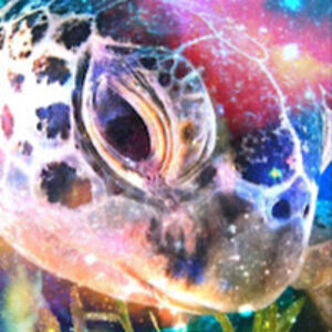 maturinthecosmicturtle avatar