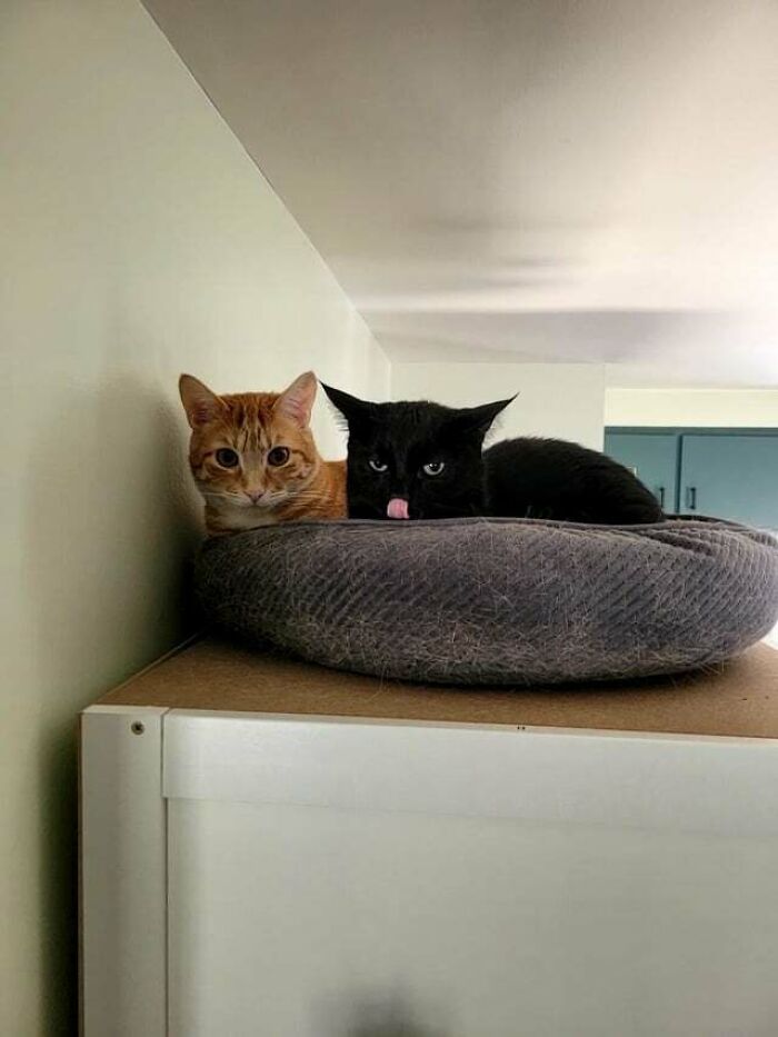 two cats sitting on the cat bed