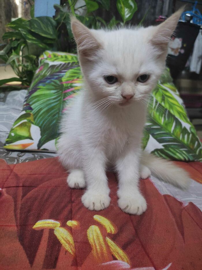 Can Someone Tell Me What Bread Is She? She's Been Wondering Around And I Took Her Home And Adopted Her