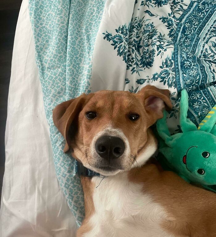 We Adopted This Guy Recently And I Think He’s Happy!