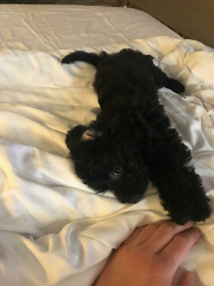 She Was The Smallest Of Her Brothers And Sisters, And For A Long Time Could Not Find The Owners) I Accidentally Saw An Ad With Her Photo And My Heart Melted... Would You Feel The Same?