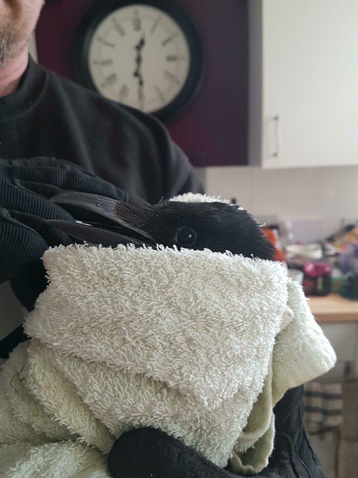 Person holding and helping crow