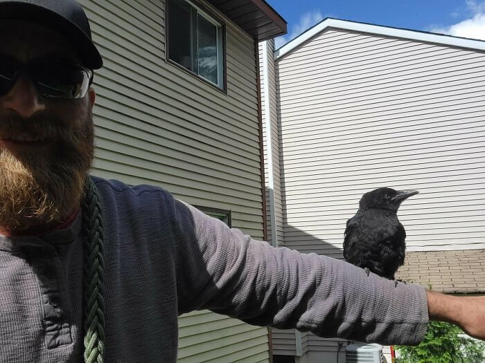 Crow standing on persons hand