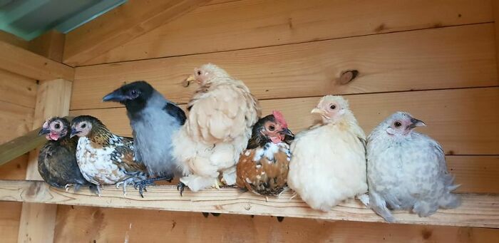 Black crow near chickens