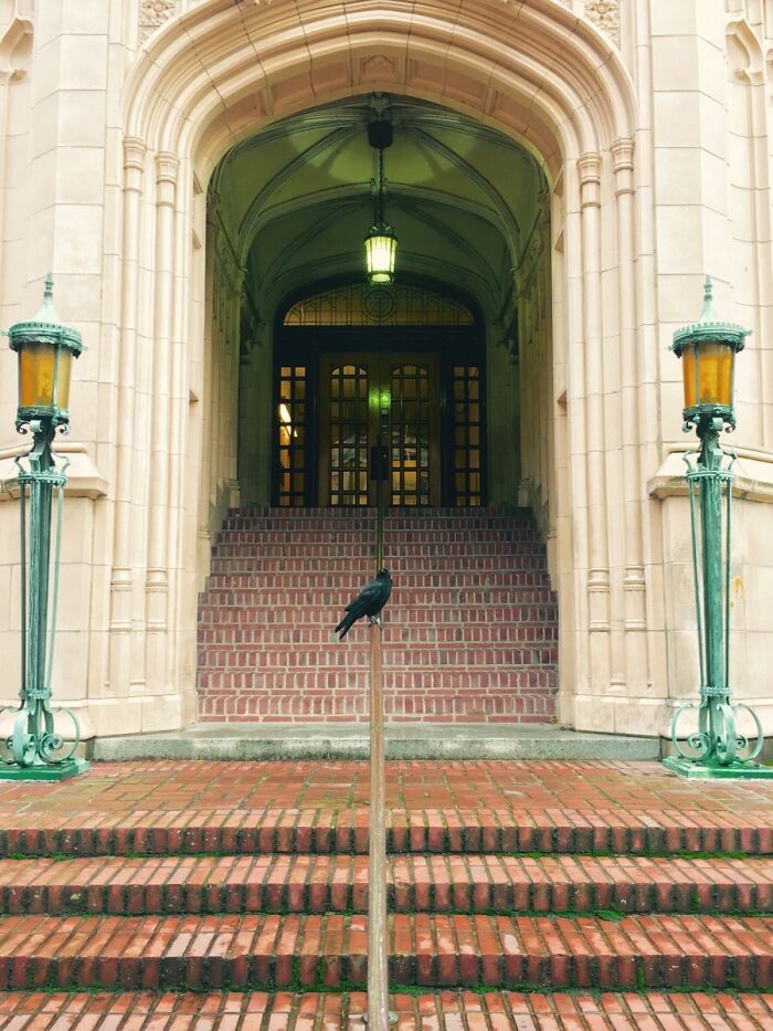 Crow standing and looking