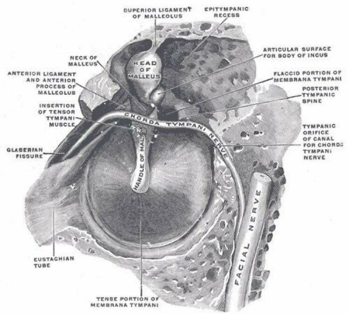 A Part Of The Human Population Can Voluntarily Control The Tensor Tympani