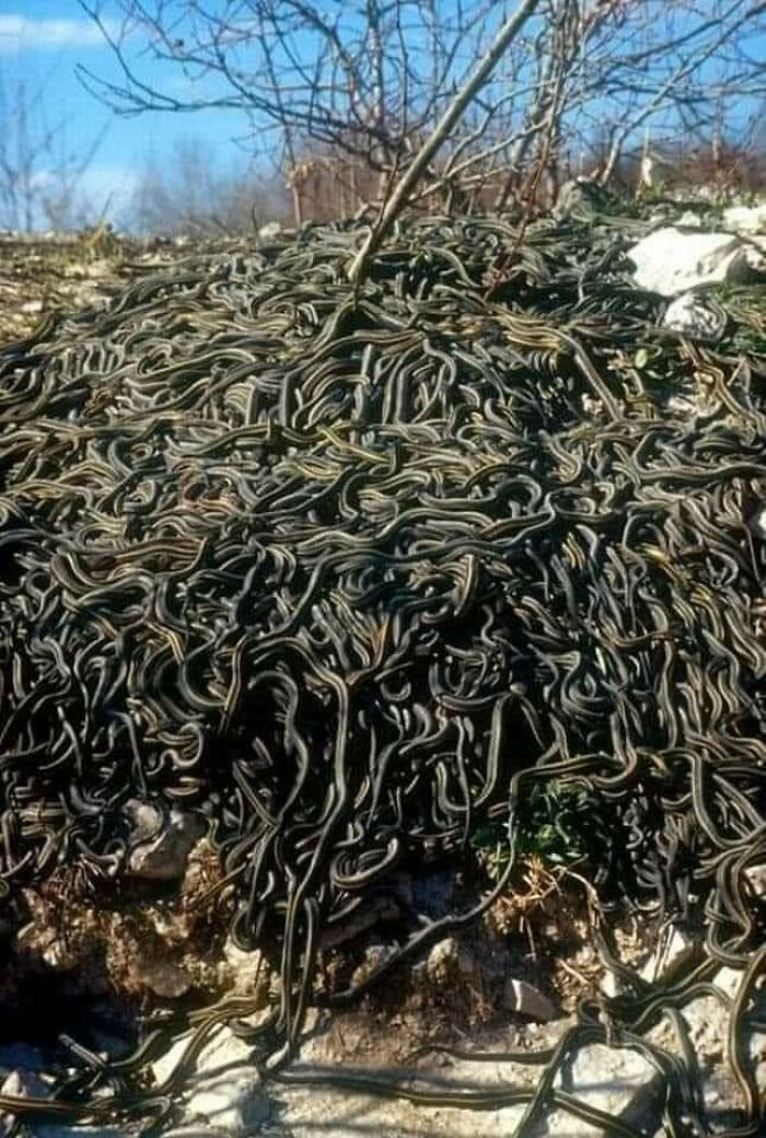 Garter Snakes Coming Out Of Hibernation And Into A Tens Of Thousands Strong Mating Ball In Southern Manitoba, Canada
