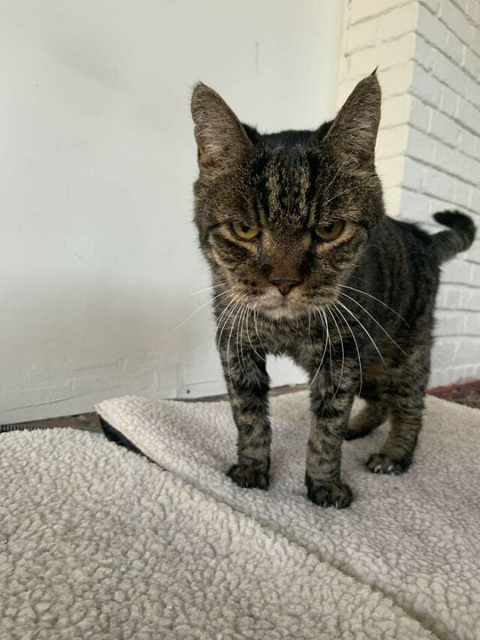 a dark grey cat standing on the cat bed