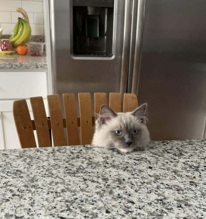 a grey cat putting his head on the dining table