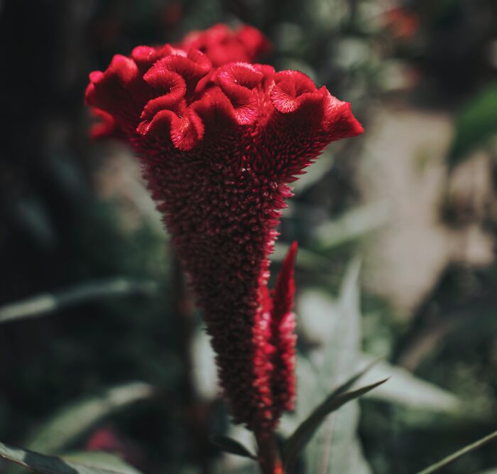 close up view of a red Celosia Argentea Var. Cristata flower
