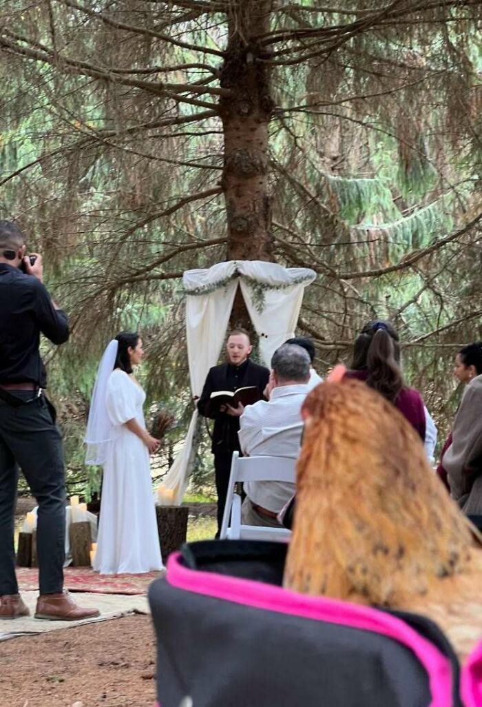 Friend Rehabilitated An Injured Chicken And Adopted It As A Pet. Chicken Got To Attend Friend's Wedding
