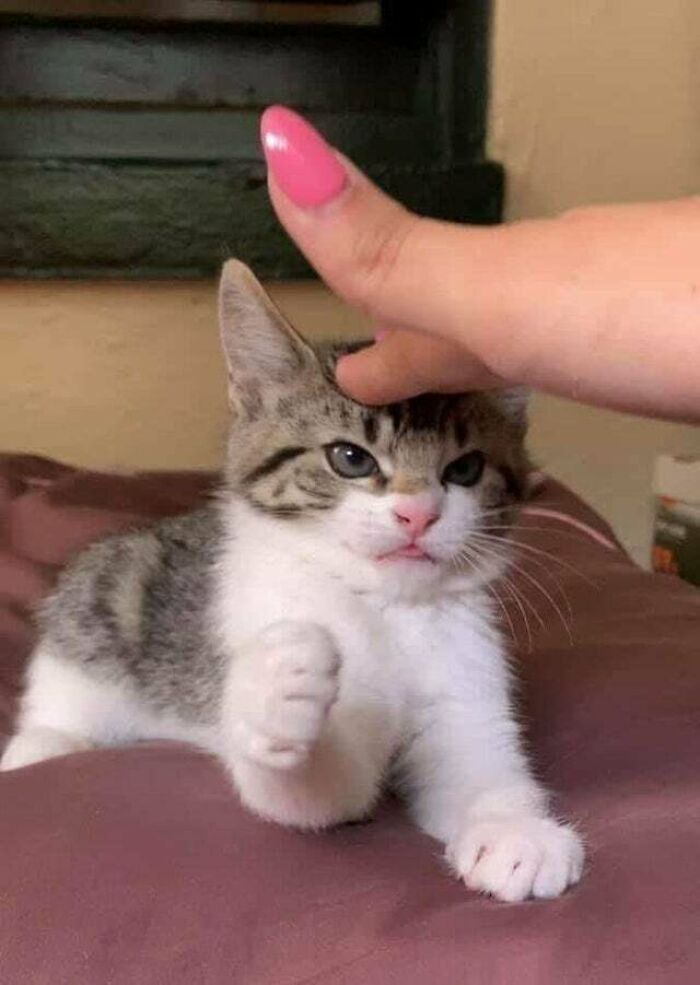 the woman touching the head of the kitten