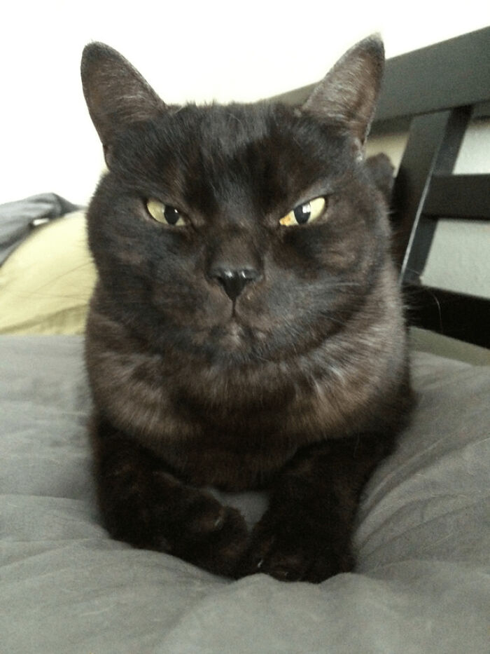 a black cat with green eyes lying on the bed