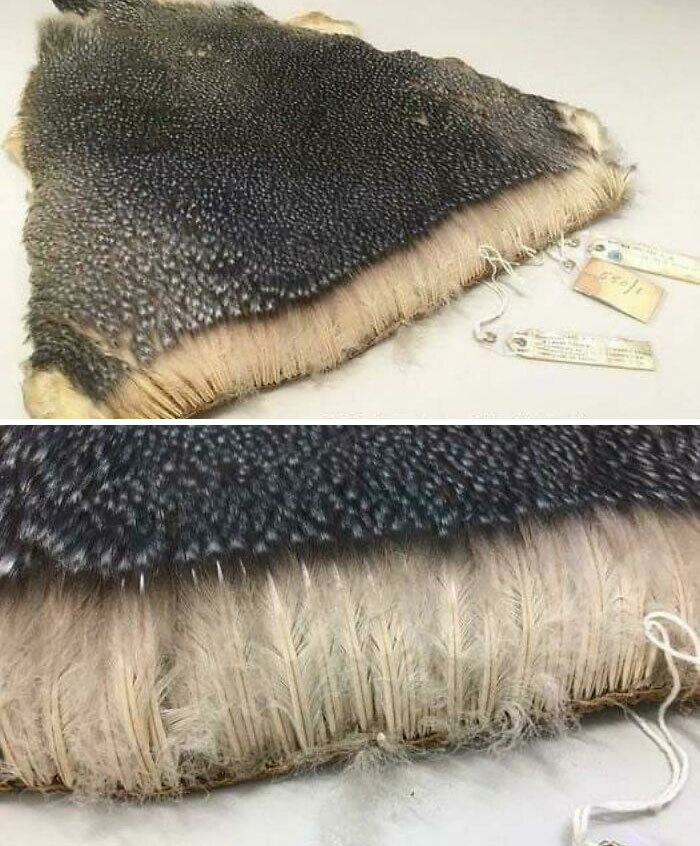 Penguin Feathers