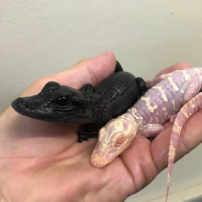 A Melanistic & Albino Alligator
