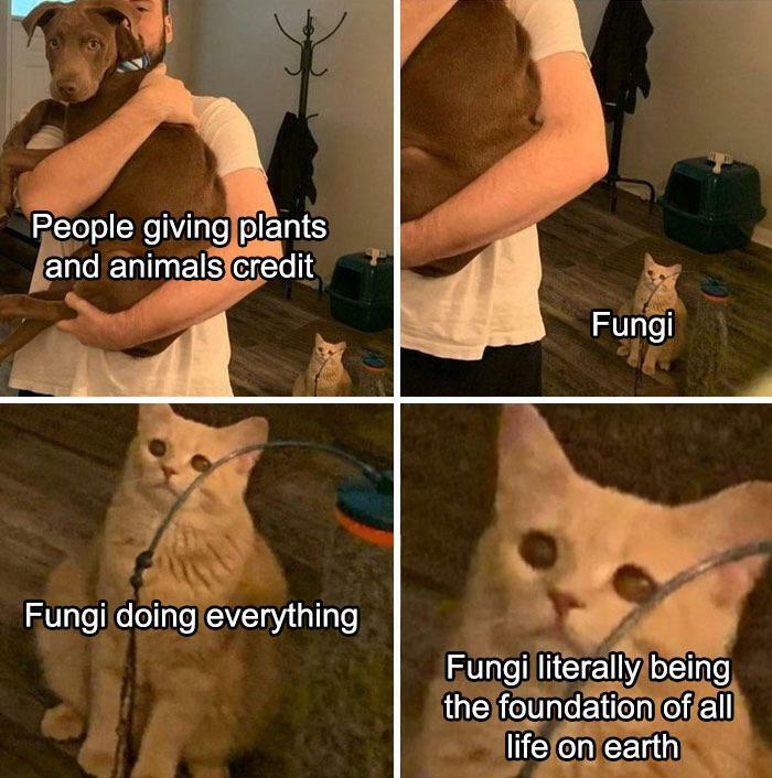 A four-panel science meme featuring a dog, man, and cat highlighting fungi's crucial role in ecosystems.