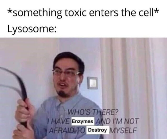 Man holding a whip captioned with science meme about lysosome enzymes ready to destroy toxins in the cell.