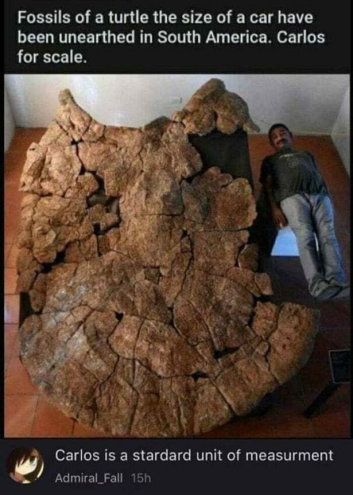 Huge turtle fossil the size of a car unearthed in South America shown with man for scale in science meme.