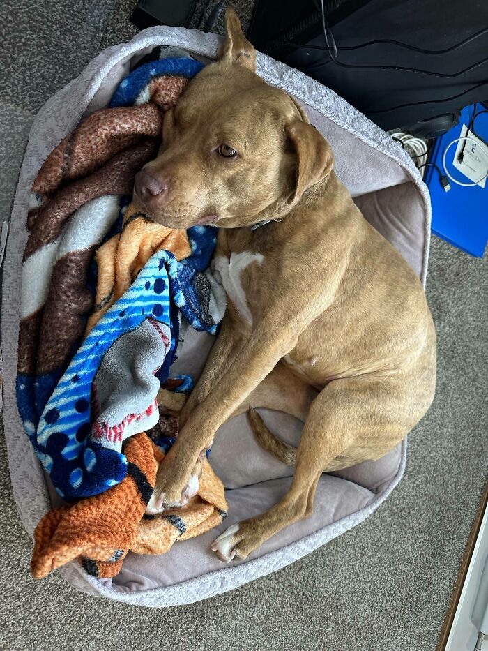 Meet Pebble - She’s Got Her Forever Home Now