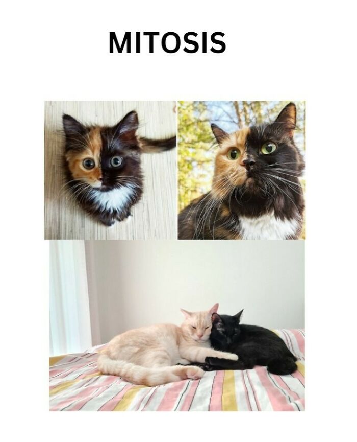 Mitosis science meme showing a calico cat split in two, illustrating cell division with cats cuddling on a bed.
