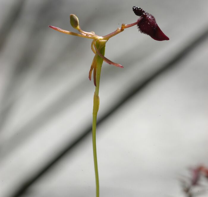 close up view of Drakaea Glyptodon plant