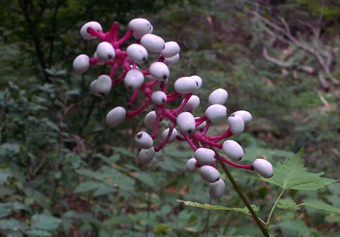 close up view of Actaea Pachypoda plant