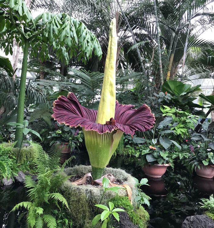 big Corpse Flower between palms trees
