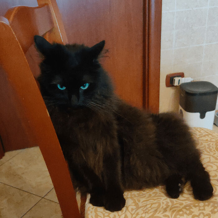 a black cat with an angry view sitting on the chair