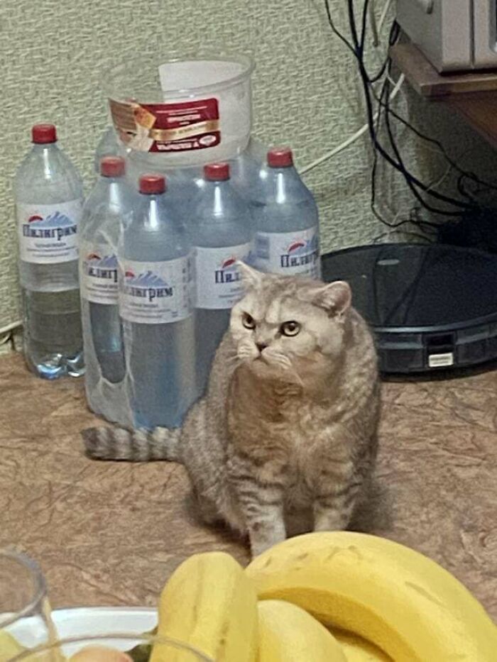 a grey cat with an angry face sitting near bottles of water and bananas
