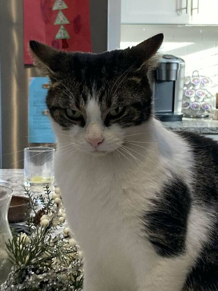 a white and grey cat with angry view sitting in the kitchen
