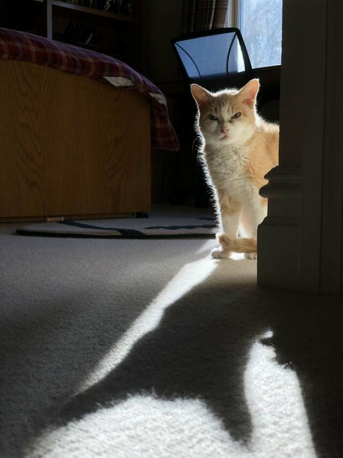 a red and white cat looking through the corner