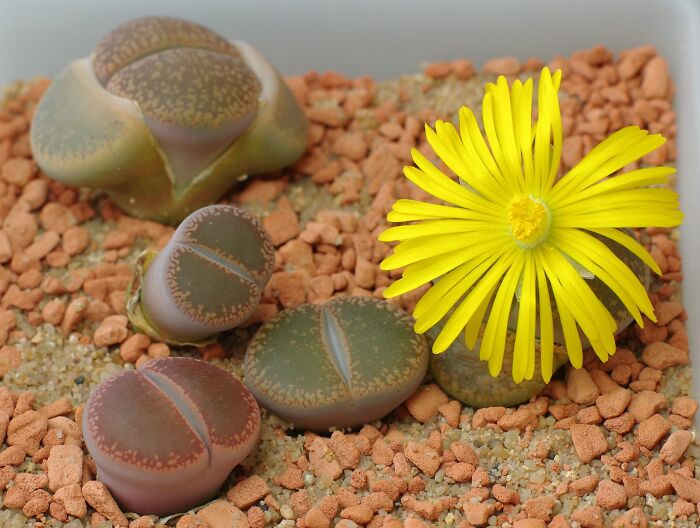 close up view of Genus Lithops plant