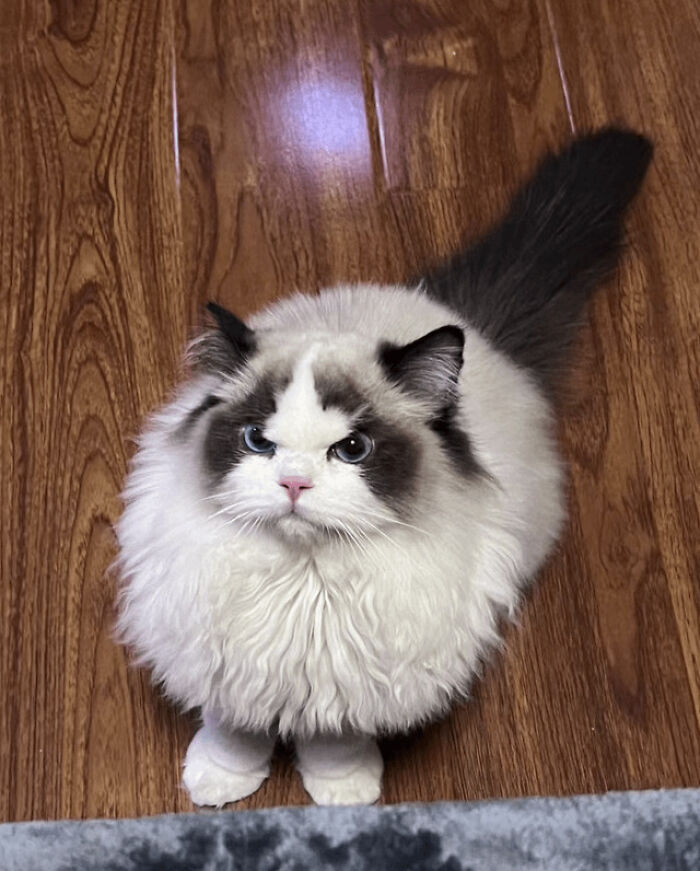 a white with grey spots cat sitting on the floor with angry face