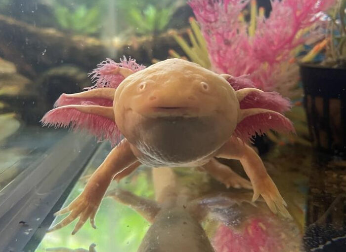 Cute axolotl with pink gills in a tank, surrounded by colorful plants.