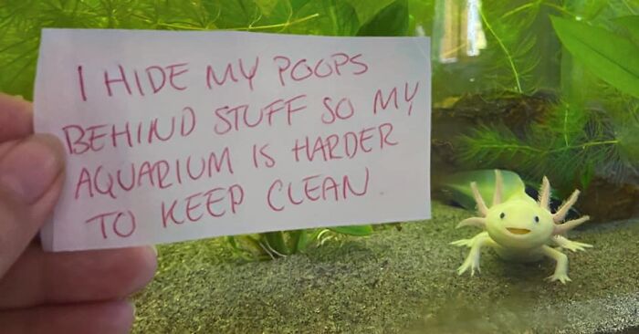 Cute axolotl in an aquarium next to a handwritten note about hiding poops behind plants.