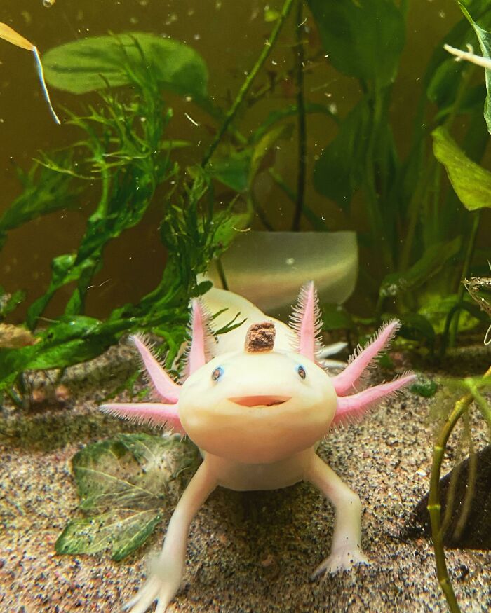 Cute axolotl in a planted aquarium, showcasing its pink frills and smiling face.