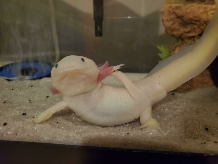 Cute axolotl in a tank, lounging on sandy bottom with pink external gills.