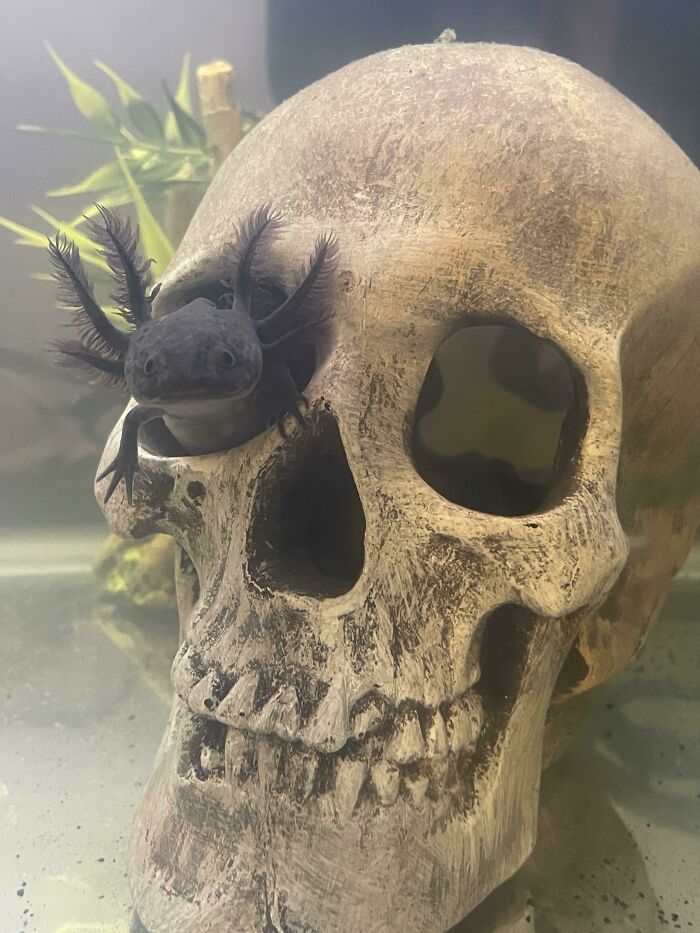 Cute axolotl peeks through a decorative skull in an aquarium.