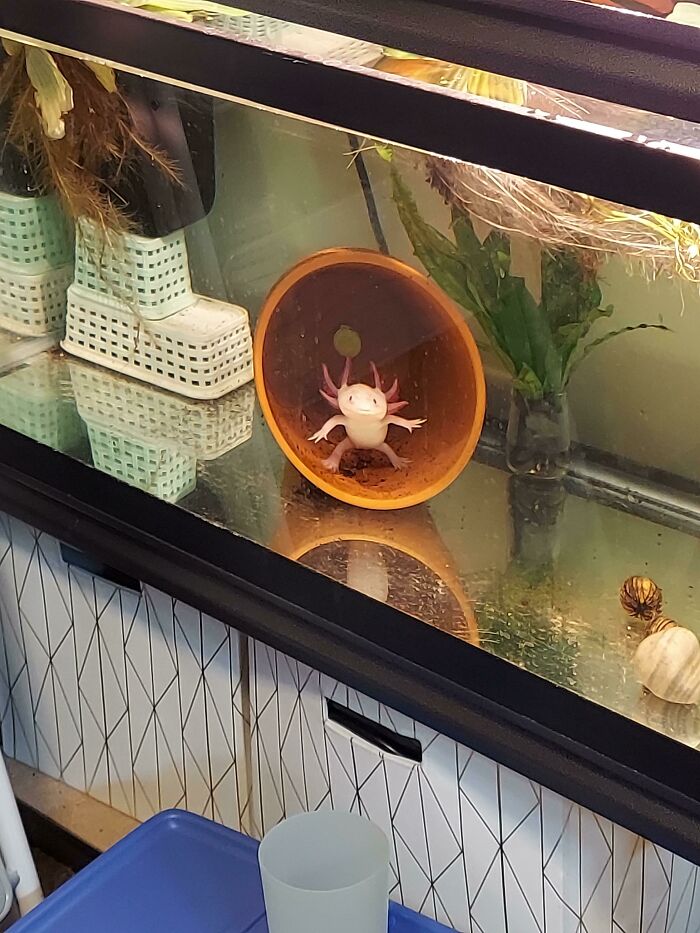 Cute axolotl in a tank, resting in an overturned plant pot, surrounded by aquatic plants and accessories.